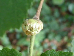 Phytoptus avellanae