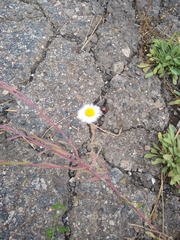 Erigeron divergens