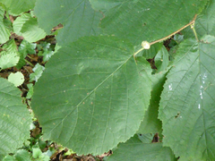 Phytoptus avellanae