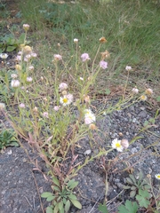 Erigeron divergens