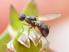Sepsidae