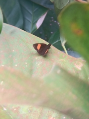 Koruthaialos rubecula