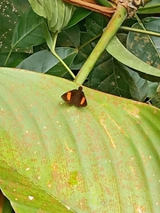 Koruthaialos rubecula