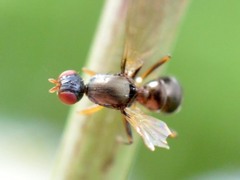 Sepsidae