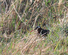 Rostratula benghalensis