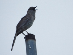 Mimus gundlachii
