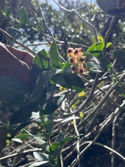 Hoya