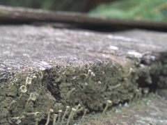 Cladonia fimbriata
