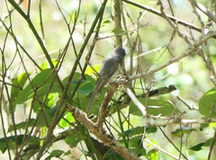 Myiagra rubecula