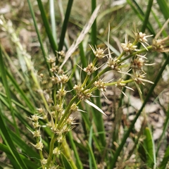 Lomandra hystrix