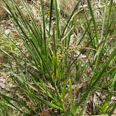 Lomandra hystrix