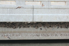 Petrochelidon spilodera