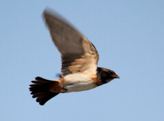 Petrochelidon spilodera