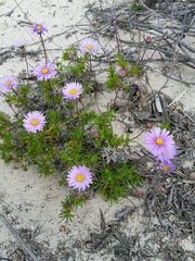 Olearia ciliata