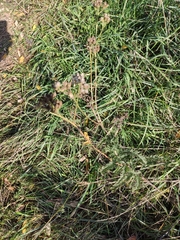Achillea millefolium