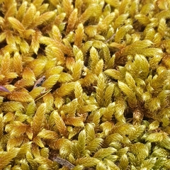 Hypnum cupressiforme