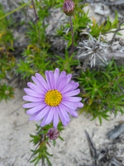 Olearia ciliata