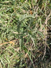 Achillea millefolium