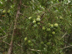 Juniperus macrocarpa