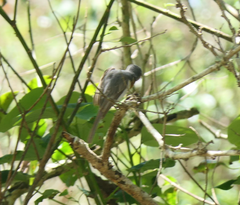 Myiagra rubecula
