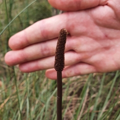 Xanthorrhoea minor lutea