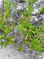 Olearia ciliata