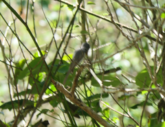 Myiagra rubecula