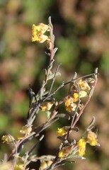 Hermannia diversistipula