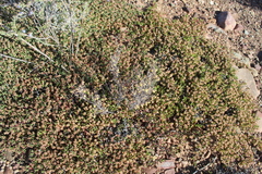 Hermannia diversistipula