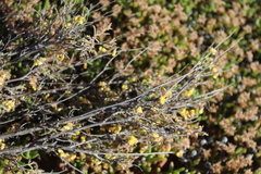 Hermannia diversistipula