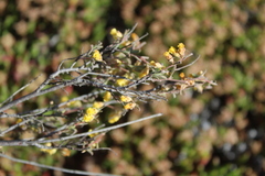 Hermannia diversistipula