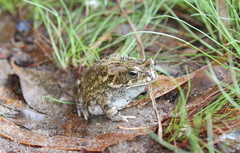 Sclerophrys gutturalis