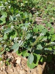 Heliotropium europaeum