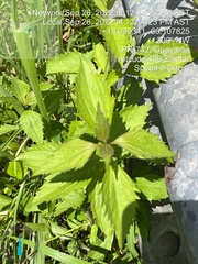 Chromolaena odorata