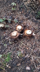 Geastrum