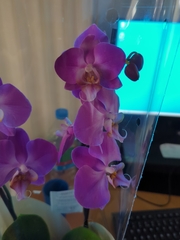 Phalaenopsis