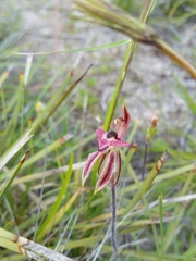 Caladenia cardiochila