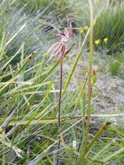 Caladenia cardiochila