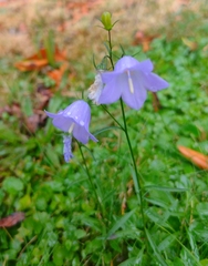 Campanula