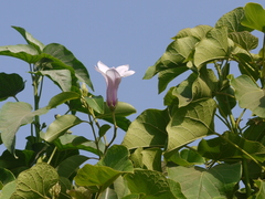 Cryptostegia grandiflora