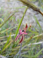 Caladenia cardiochila
