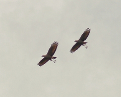 Buteogallus meridionalis