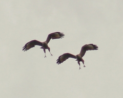 Buteogallus meridionalis