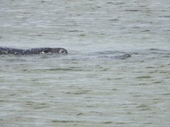Trichechus manatus