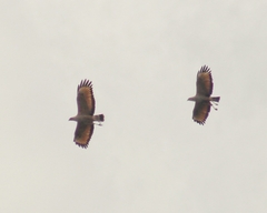 Buteogallus meridionalis