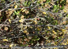 Hermannia diversistipula