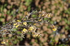 Hermannia diversistipula