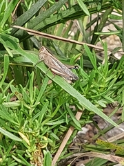 Eyprepocnemis plorans