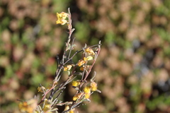 Hermannia diversistipula