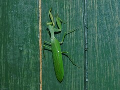 Sphodromantis